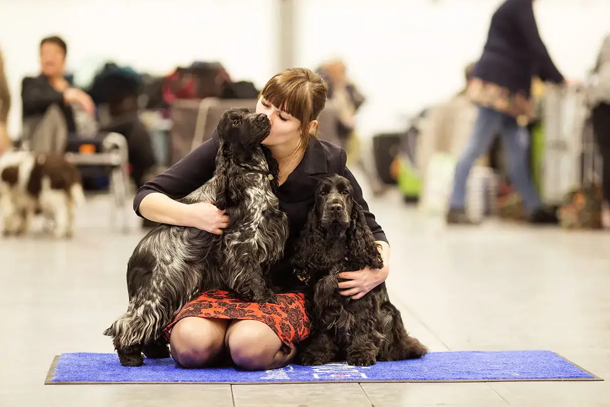 Pierwsza wystawa psa: Przewodnik ZKwP. Jak zacząć bez stresu?