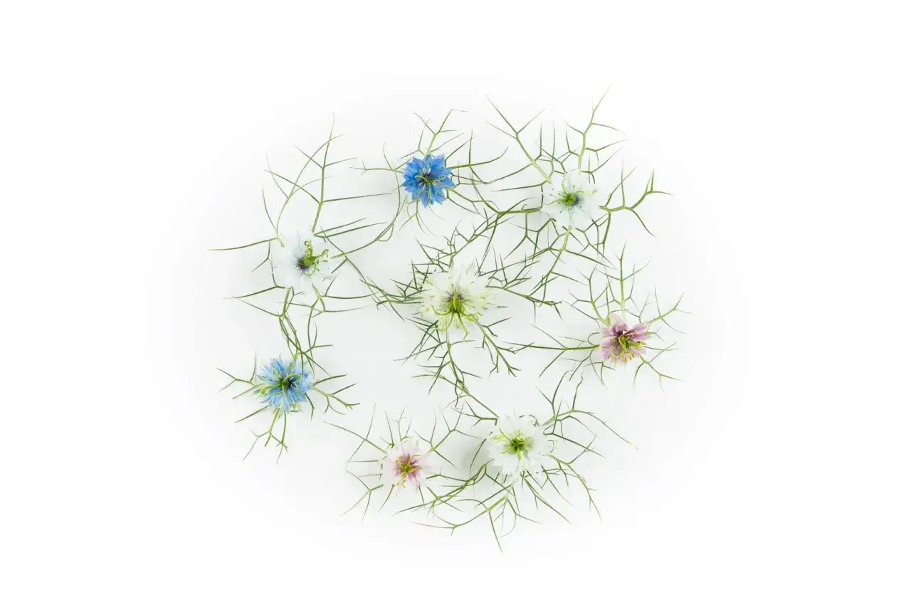 Delikatne kwiaty czarnuszki, które przypominają kwiat jak przyprawa, ułożone na białym tle.