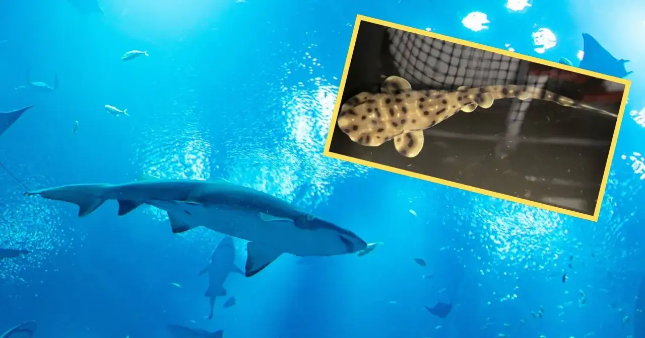 Jak rekiny się rozmnażają? Odkryj fascynujące metody ich rozmnażania