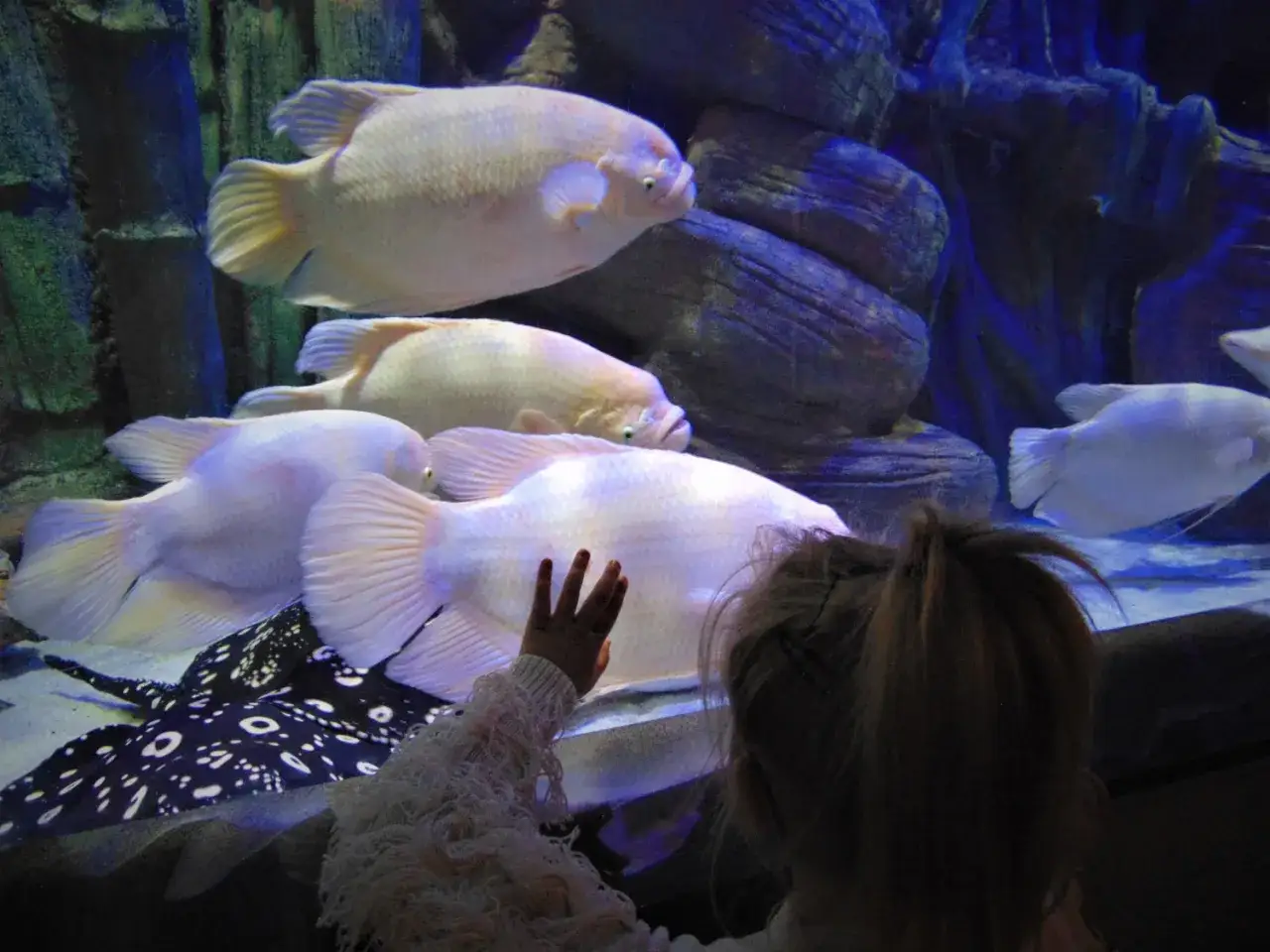 Oceanarium Międzyzdroje: Opinie, Ceny. Czy warto wydać 90 zł?