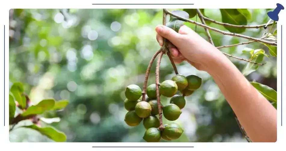 Co warto kupić w Australii? Odkryj unikalne pamiątki i produkty