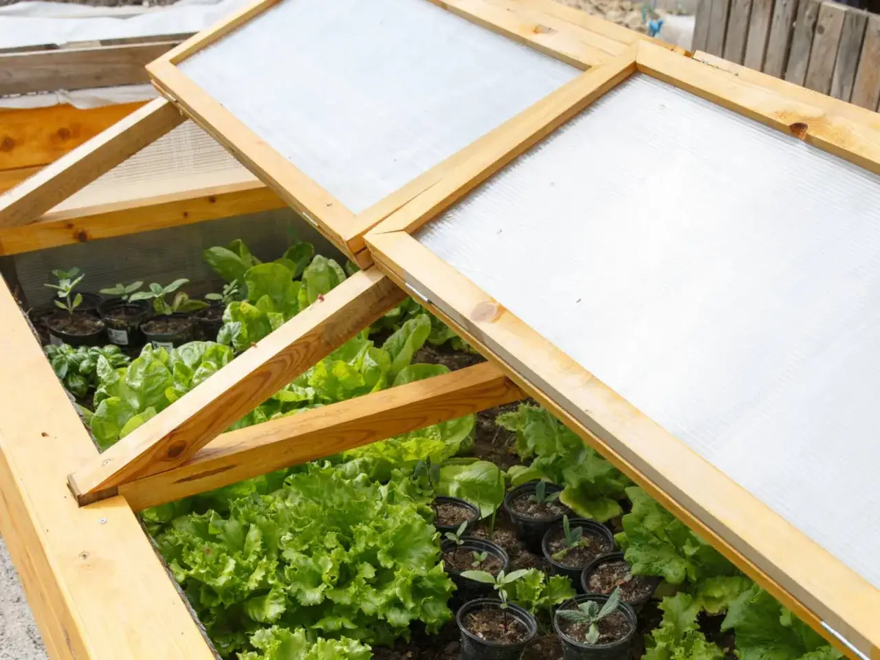 Inspekt ogrodowy: Zrób to sam! Wczesne plony krok po kroku.