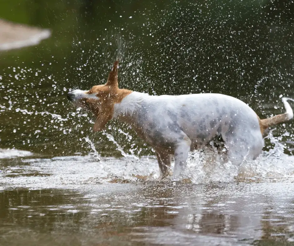 Jak nauczyć się pływać pieskiem i uniknąć najczęstszych błędów