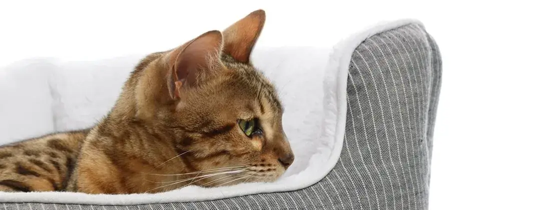 Jak uszyć legowisko dla kota, które zapewni mu komfort i bezpieczeństwo