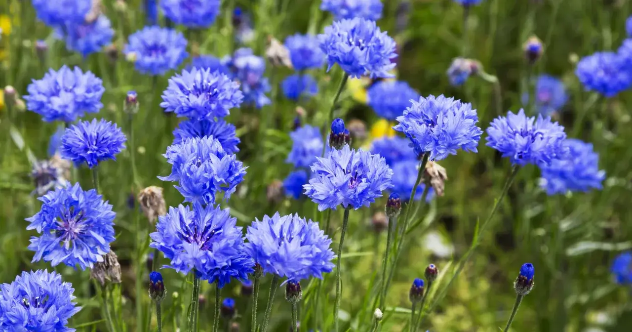 Chwast kwitnący na niebiesko? Rozpoznaj, zwalcz lub pokochaj!
