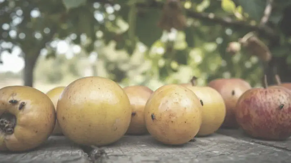 Jak szybko rozmnażają się muszki owocówki? Zaskakujące fakty o ich cyklu życia