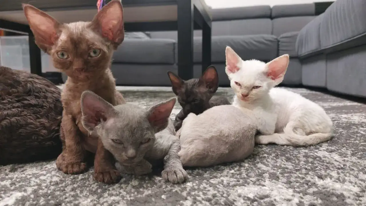 Szary Devon Rex: tajemnice koloru, cechy i pielęgnacja kotów