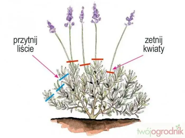 Jak przycinać lawendę? Poradnik krok po kroku dla pięknych krzewów