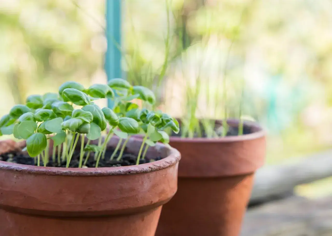Młode sadzonki bazylii w glinianych doniczkach na tle zieleni.