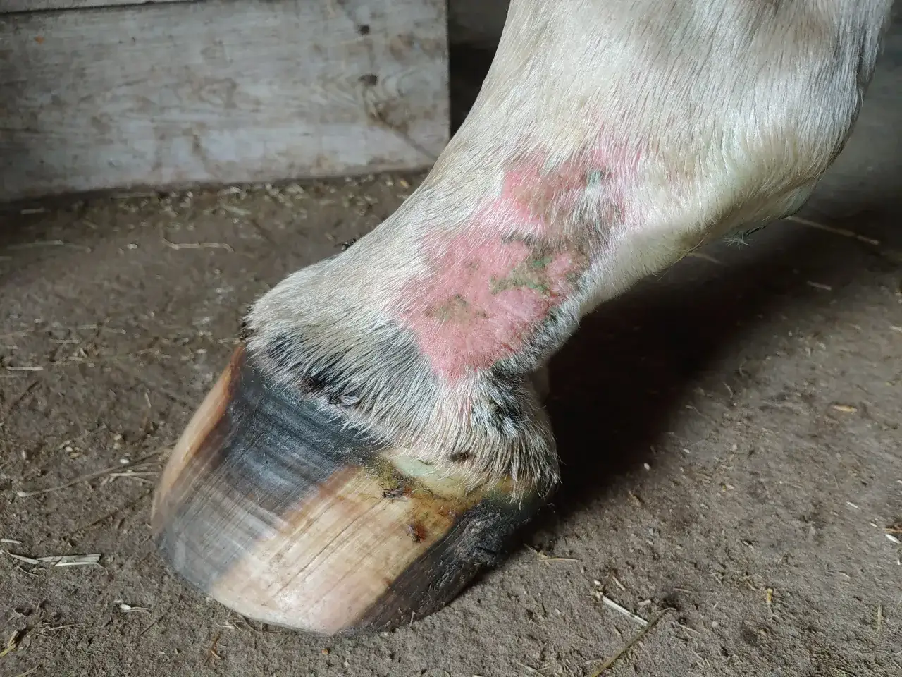 Twój koń ma grudę? Sprawdź objawy i leczenie krok po kroku