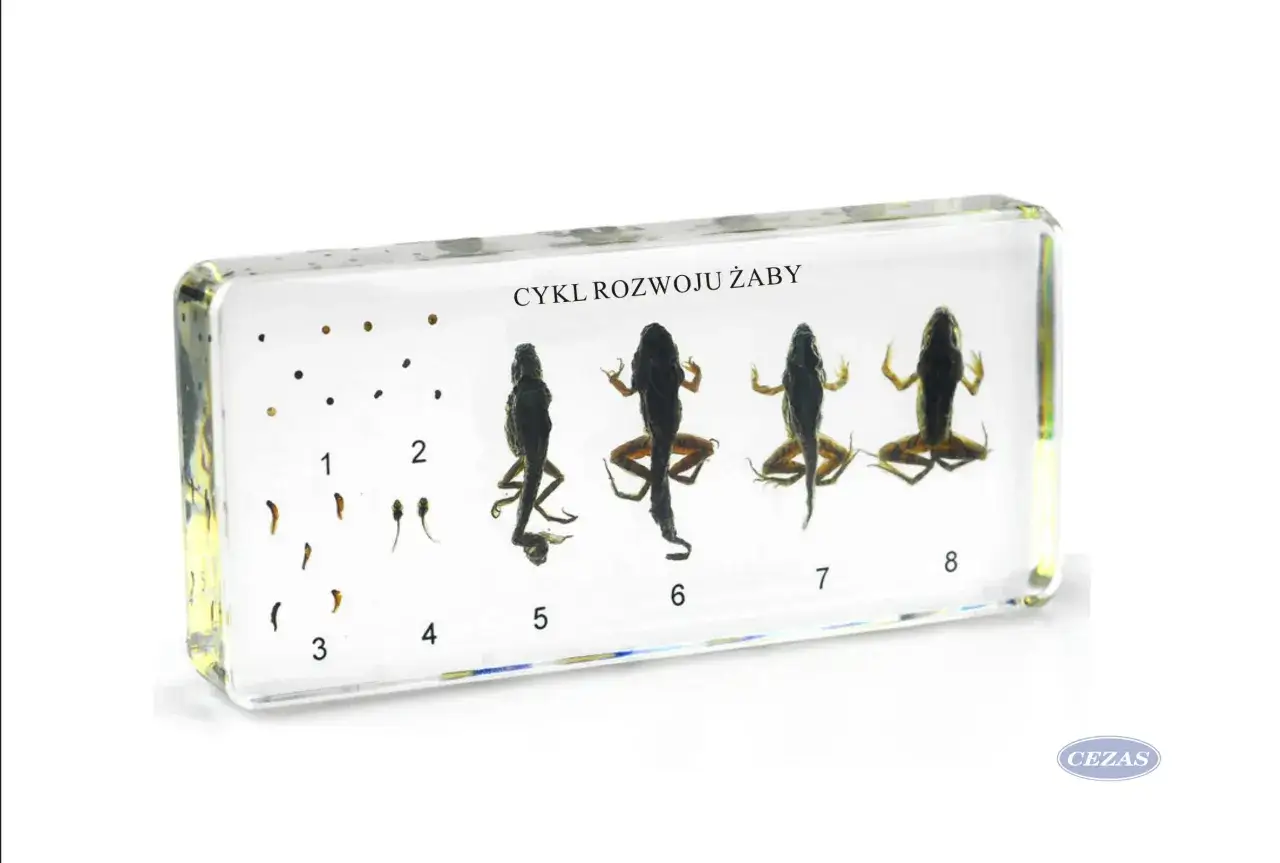 Cykl życia żab: od skrzeku do metamorfozy w Polsce