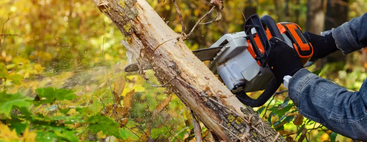 Jak ścinać drzewo, żeby nie spadło na budynek - uniknij kosztownych szkód