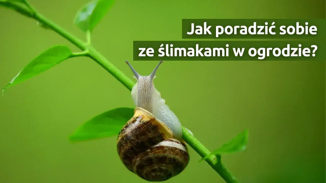 Ślimaki w ogrodzie? Opanuj inwazję! Bezpiecznie dla dzieci i zwierząt