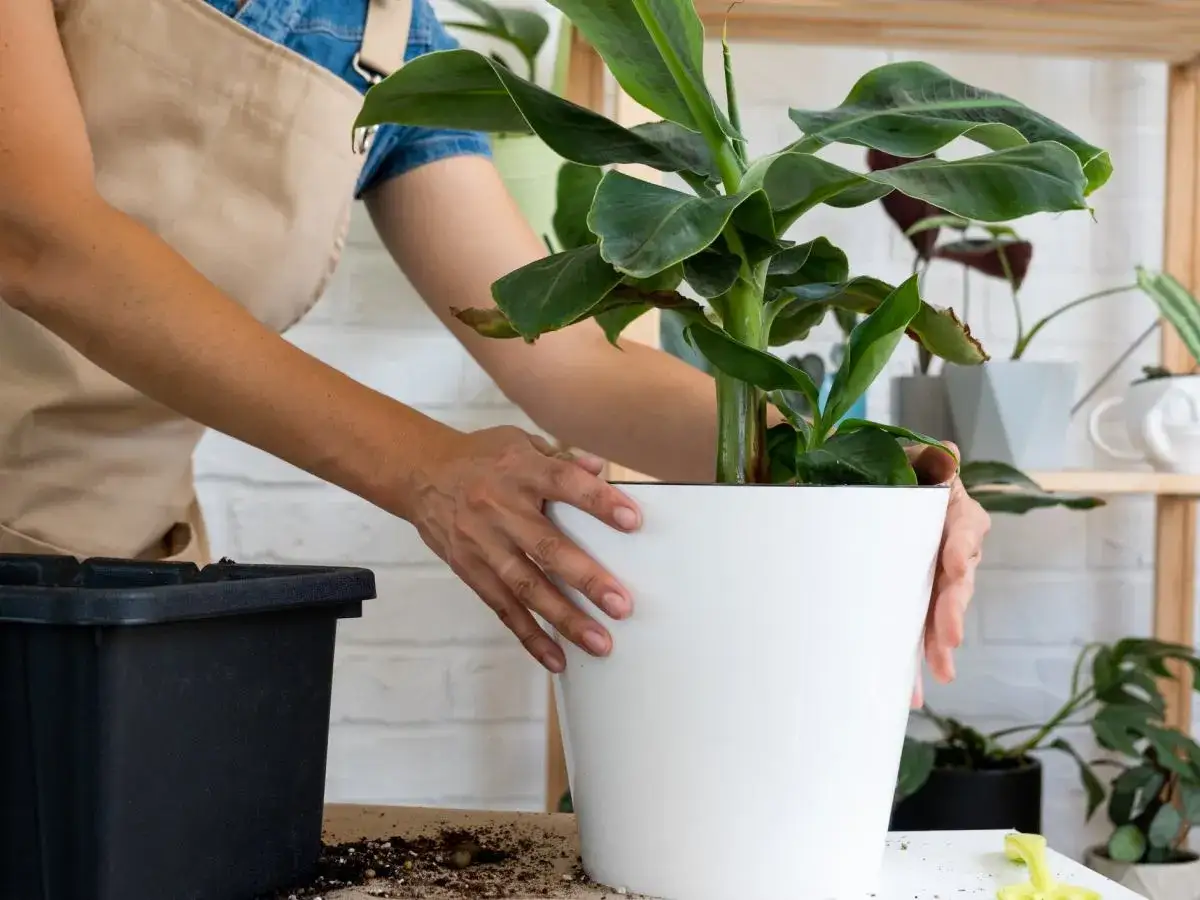 Bananowiec kwitnie w domu? Pełny poradnik: od kwiatu do owocu