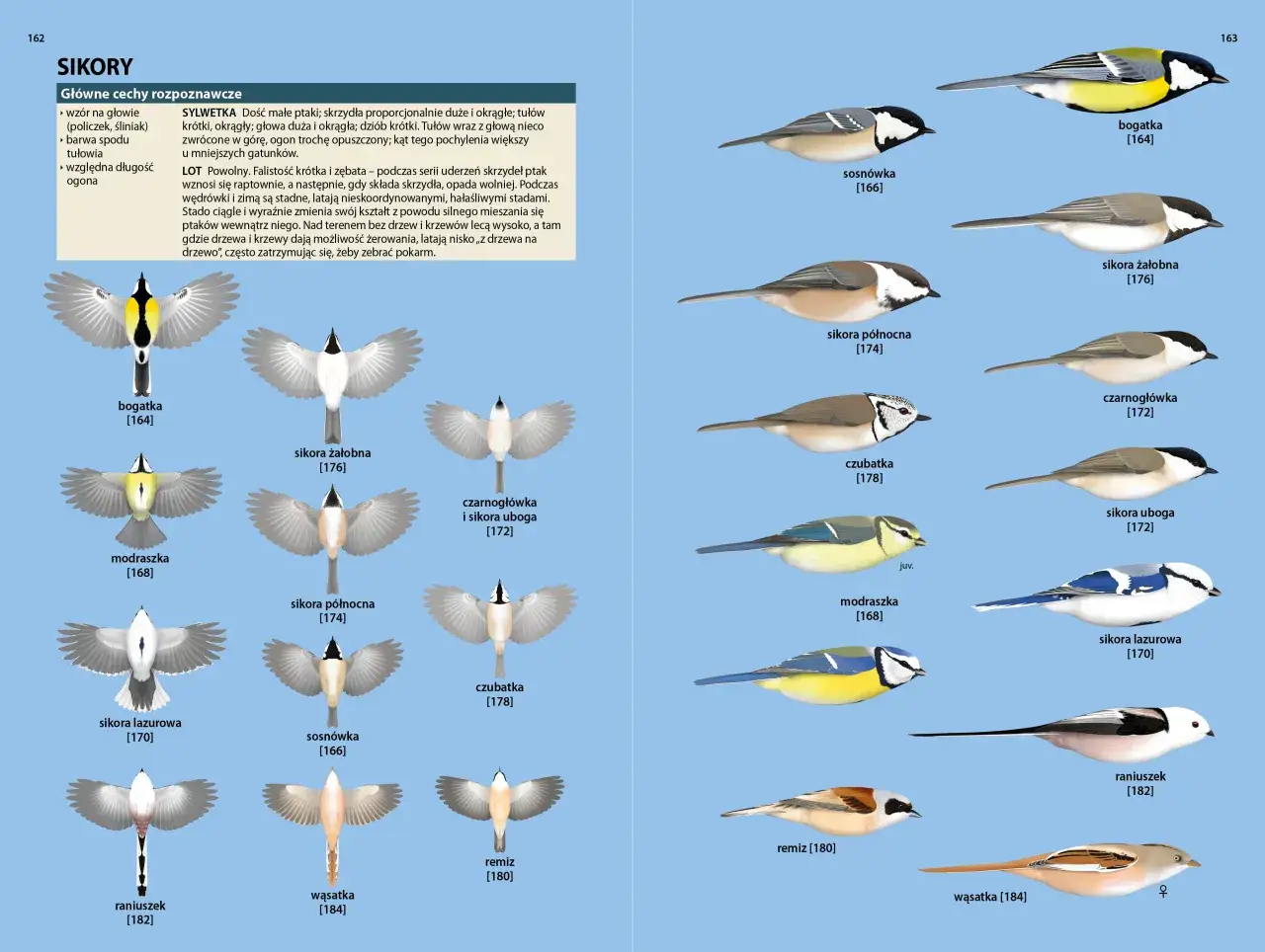 Jak rozpoznać ptaki w ogrodzie? Praktyczny przewodnik