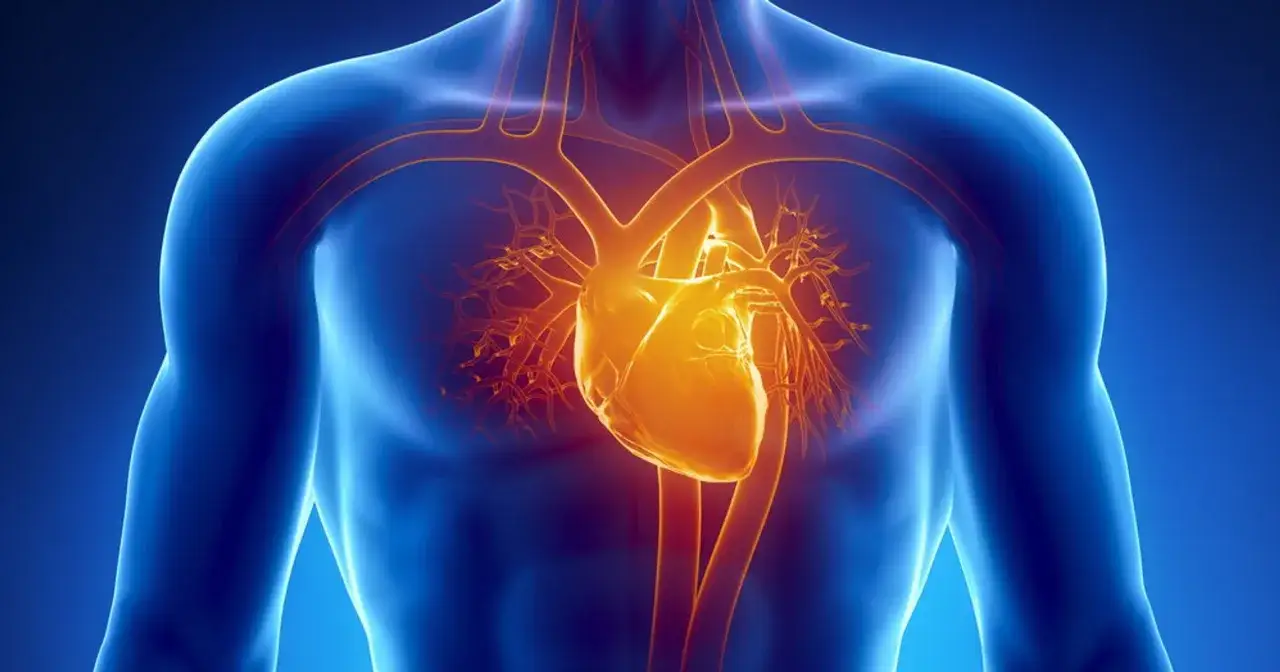 Anatomical illustration of a human torso showing a glowing yellow heart and blood vessels against a blue background.