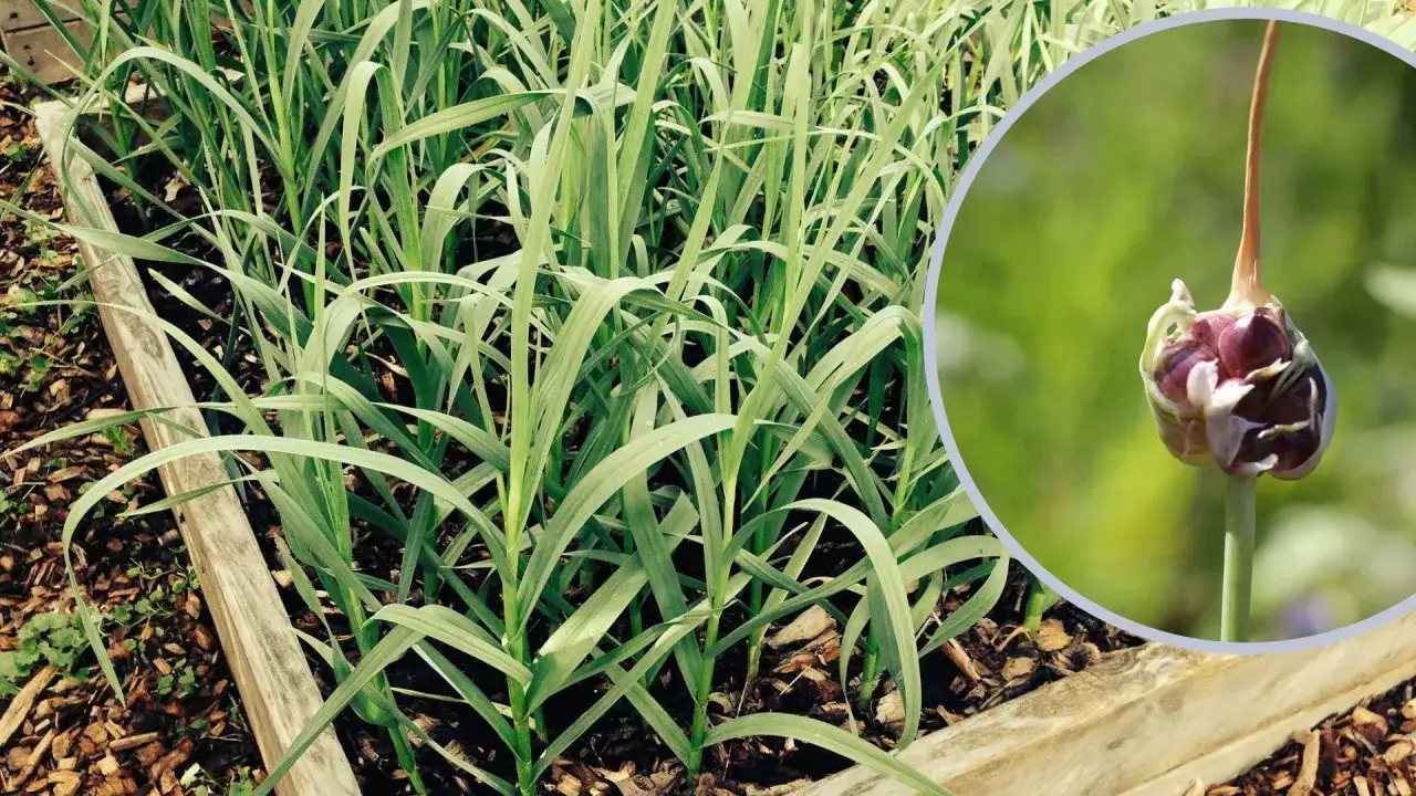 Czosnek dla kwiatów: Skuteczny przepis na zdrowe i piękne rośliny