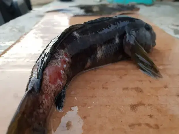 Co pływa w Bałtyku? Odkryj fascynujące ryby i ich zagrożenia