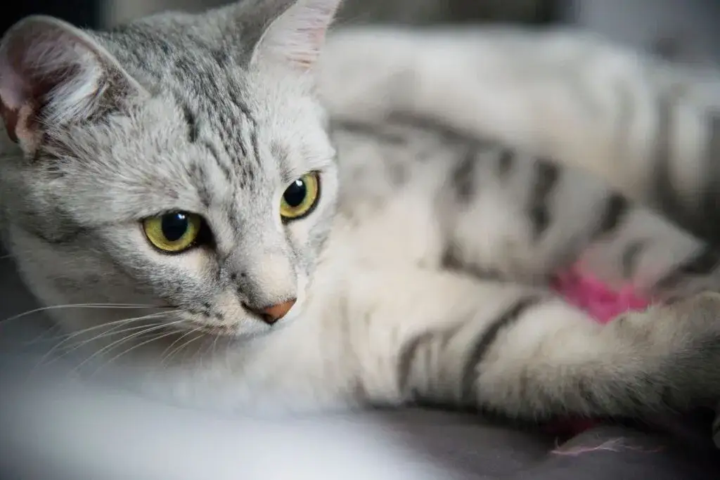 W jakim wieku sterylizować kotkę, aby uniknąć problemów zdrowotnych?