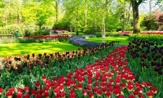 Keukenhof 2026: Najlepszy termin na tulipany i Parada Kwiatowa