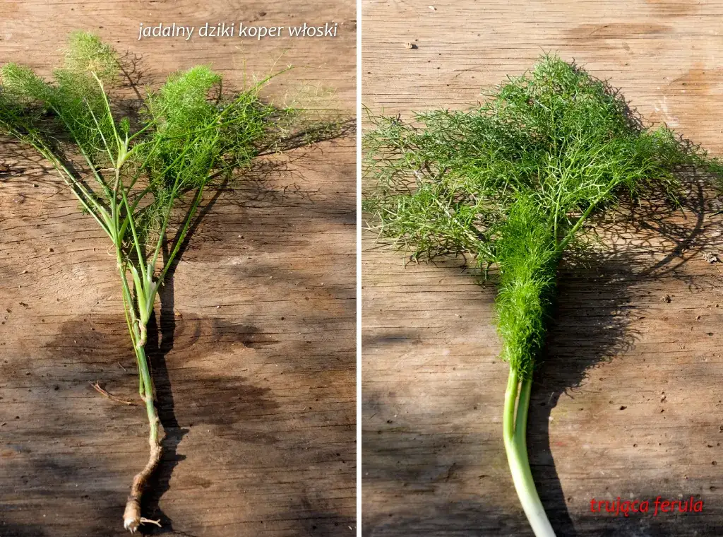 Koper czy trucizna? Rozpoznaj trujące chwasty podobne do kopru