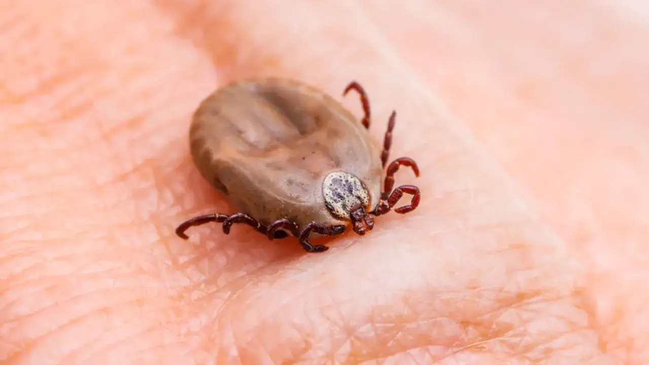 Jak wygląda napity kleszcz? Rozpoznaj i usuń bezpiecznie!