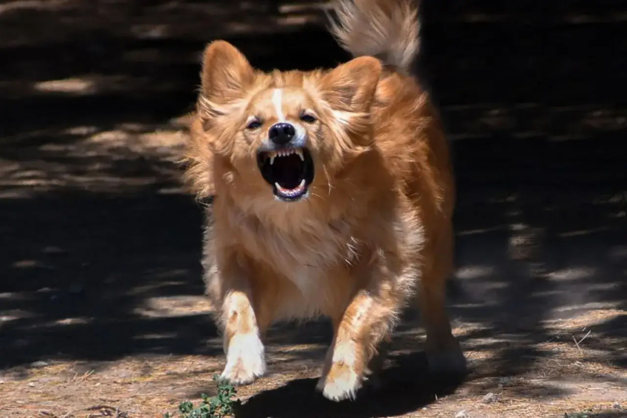 Zaskoczony golden retriever warczy, odsłaniając kły. Czy to powód, dlaczego golden retriever jest agresywny?
