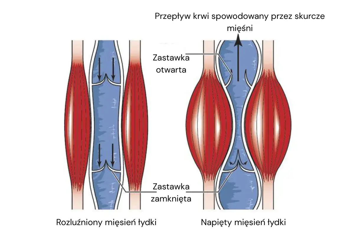 Jak wzmocnić naczynia krwionośne? Ilustracja pokazuje, jak skurcz mięśnia łydki pomaga w przepływie krwi, otwierając zastawki.