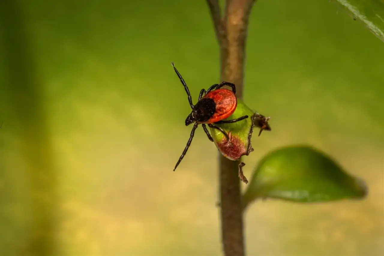 Czy kleszcze spadają z drzew? Prawda o ich siedliskach i ochronie
