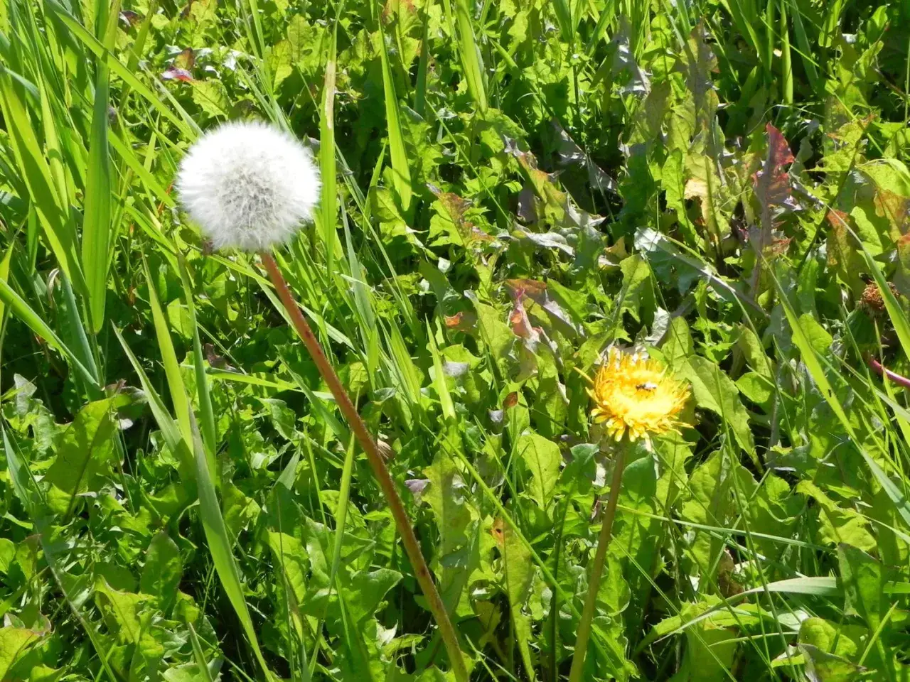 Żółty i dmuchawiec wśród zieleni.