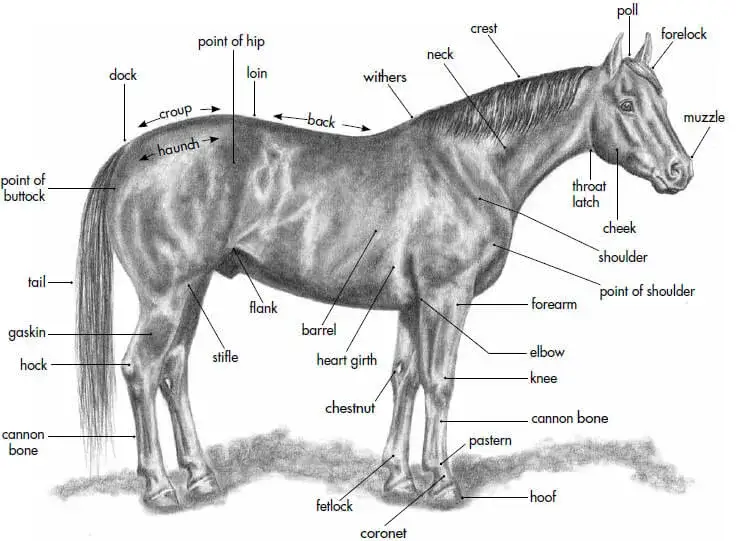 Najlepsze synonimy jeździectwa, które musisz znać dla lepszego zrozumienia