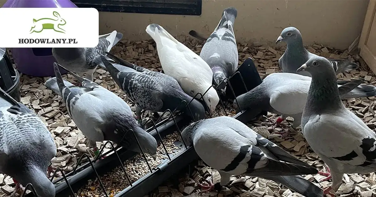Kiedy odrobaczać gołębie, aby uniknąć pasożytów i zapewnić zdrowie