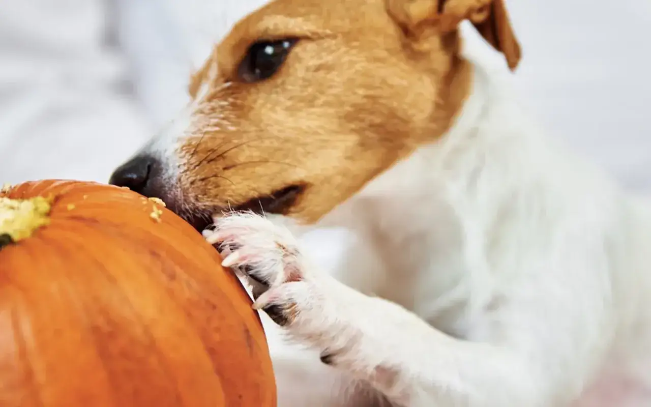 Dynia dla psa na biegunkę i zaparcia: Jak podawać?