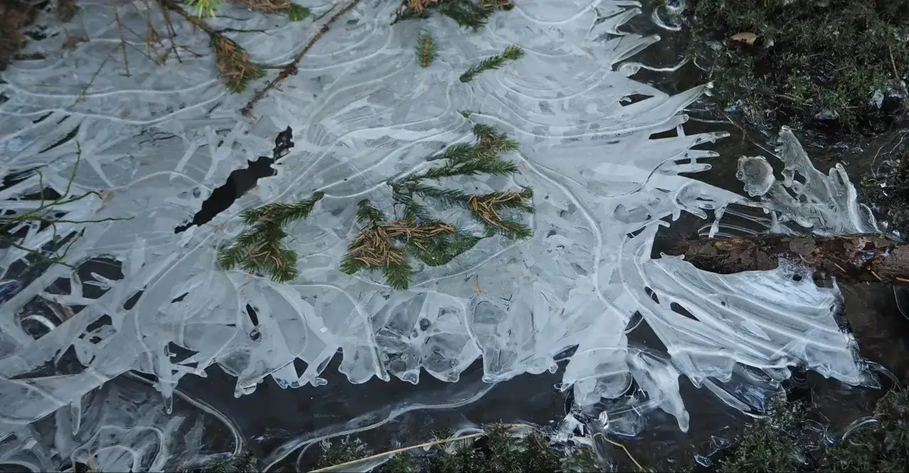 Czy torfowisko w Zieleńcu to naprawdę cud natury? Sprawdzamy!