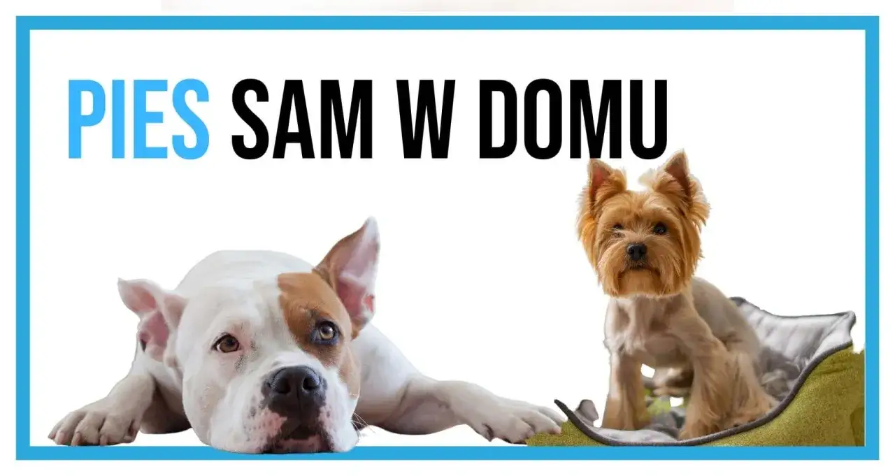 Pies panikuje sam? Naucz dorosłego spokoju! Plan krok po kroku