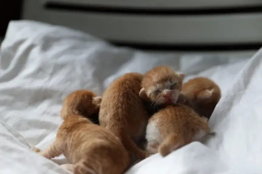 Czym karmić małego kotka bez matki, aby zapewnić mu zdrowie?