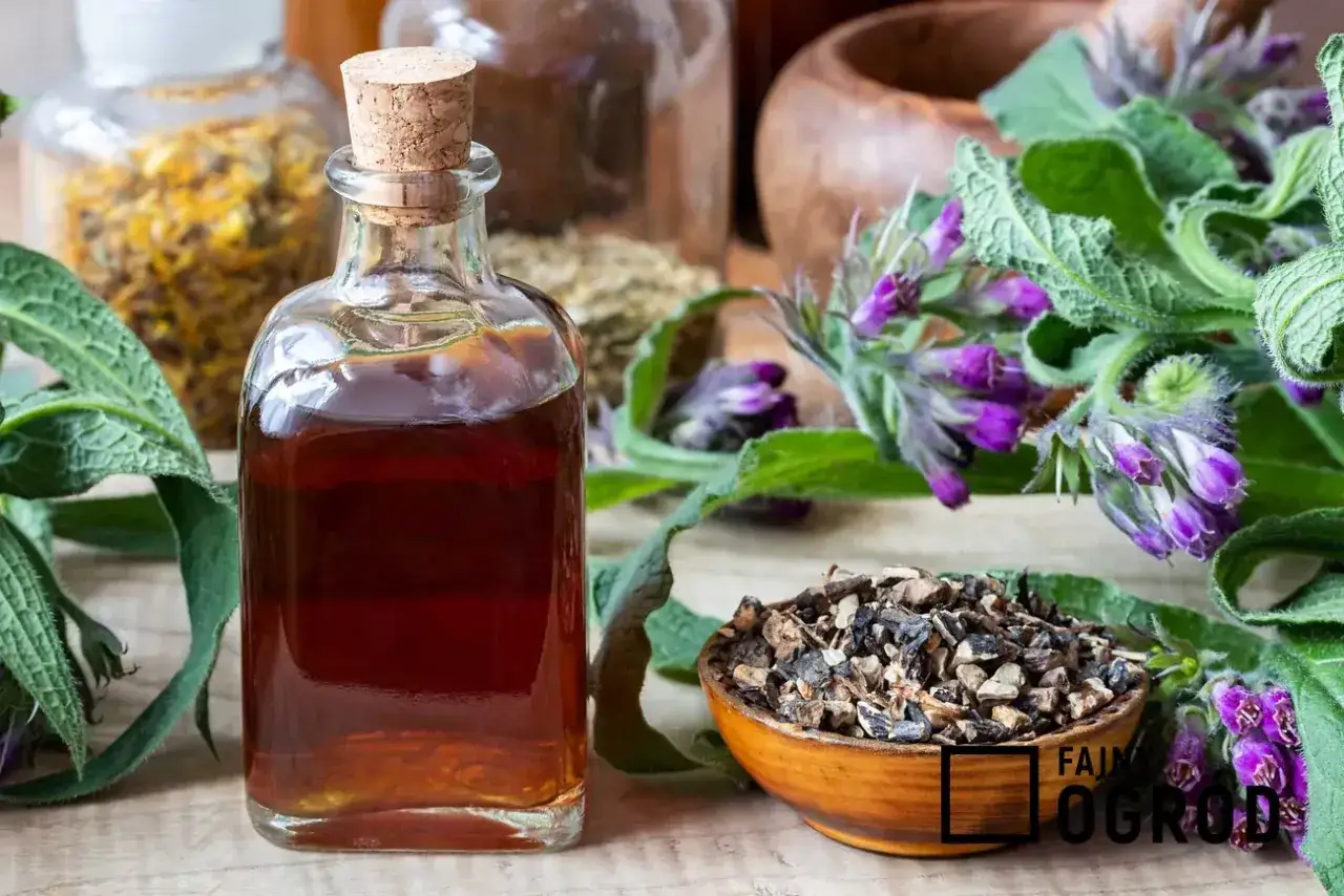 Nalewka z żywokostu: Jak zrobić i bezpiecznie stosować? Poradnik