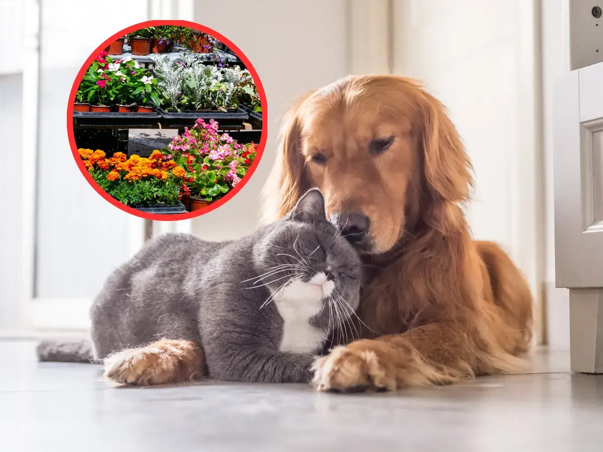 Czy fikus jest trujący dla psa? Dowiedz się, jak chronić swojego pupila