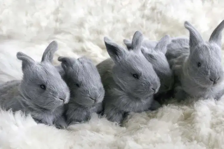 Ile królik ma pazurów? Zaskakująca liczba, którą musisz poznać