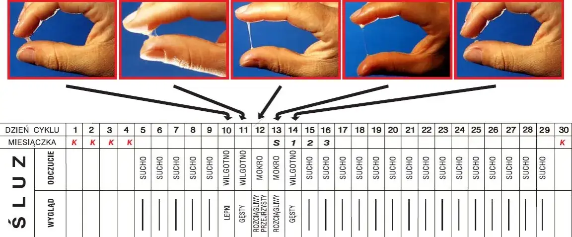 Co to owulacja? Kluczowe informacje o płodności i cyklu miesięcznym