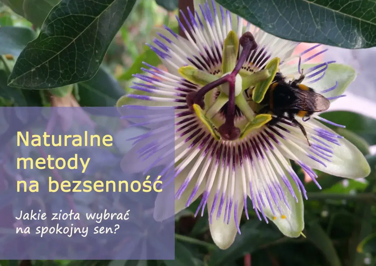 Kwiat męczennicy z pszczołą. Naturalne metody na bezsenność, co na sen dla starszej osoby?