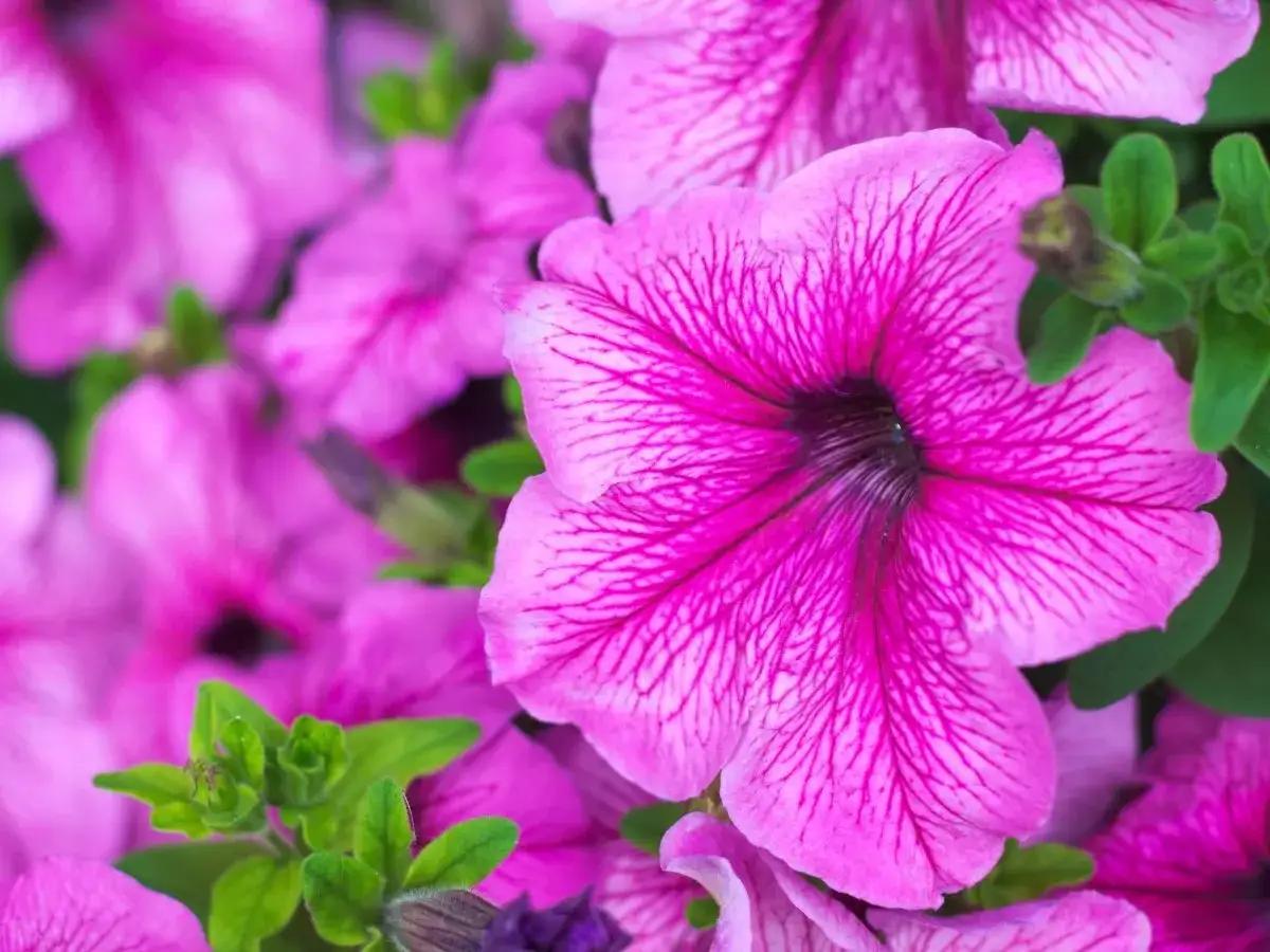 Zbliżenie na różowe petunie z ciemniejszymi żyłkami na płatkach i zielonymi liśćmi.