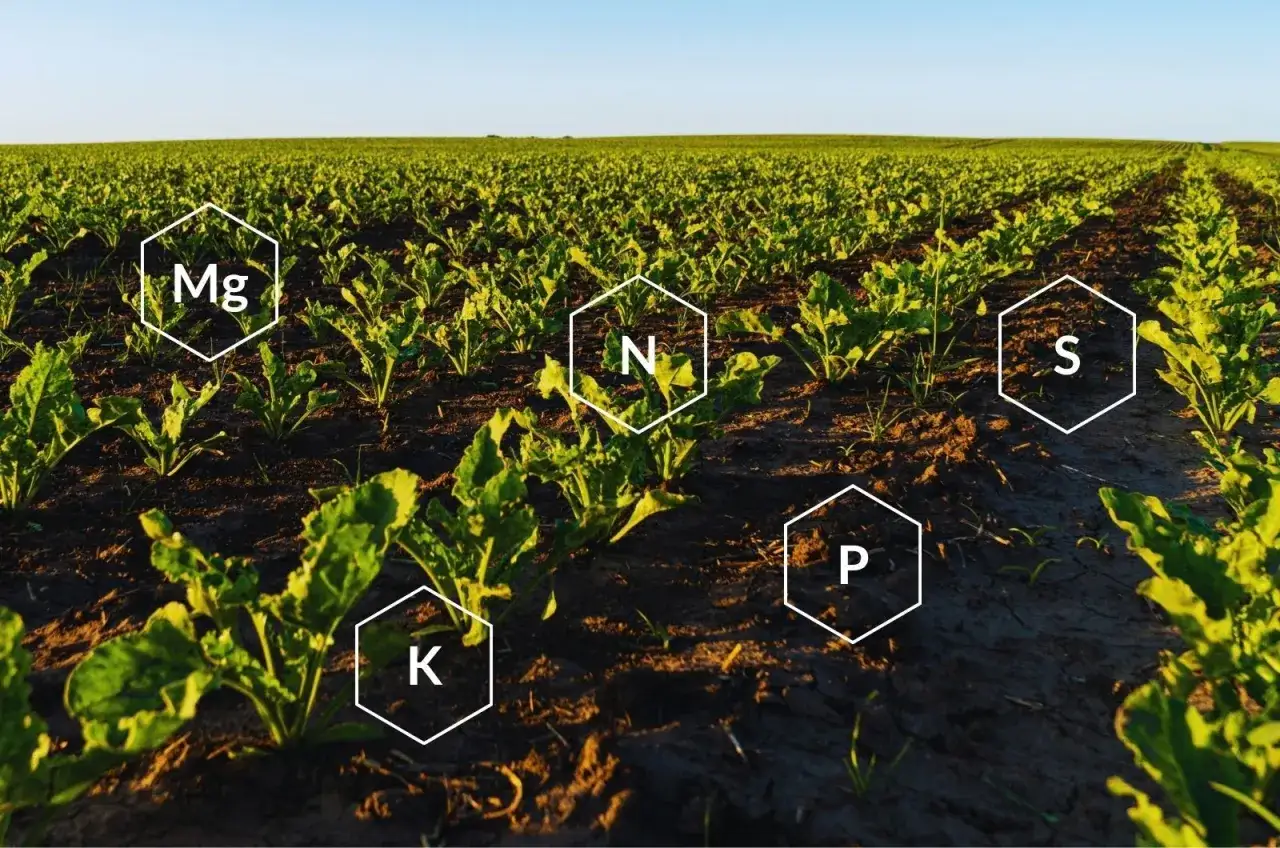 Ile nawozu pod buraki cukrowe? Odkryj skuteczne dawki i metody