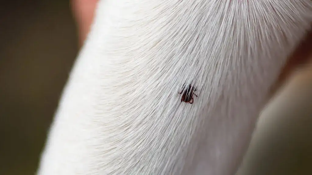 Jak bezpiecznie wyrwać kleszcza u psa – uniknij błędów i zadbaj o pupila