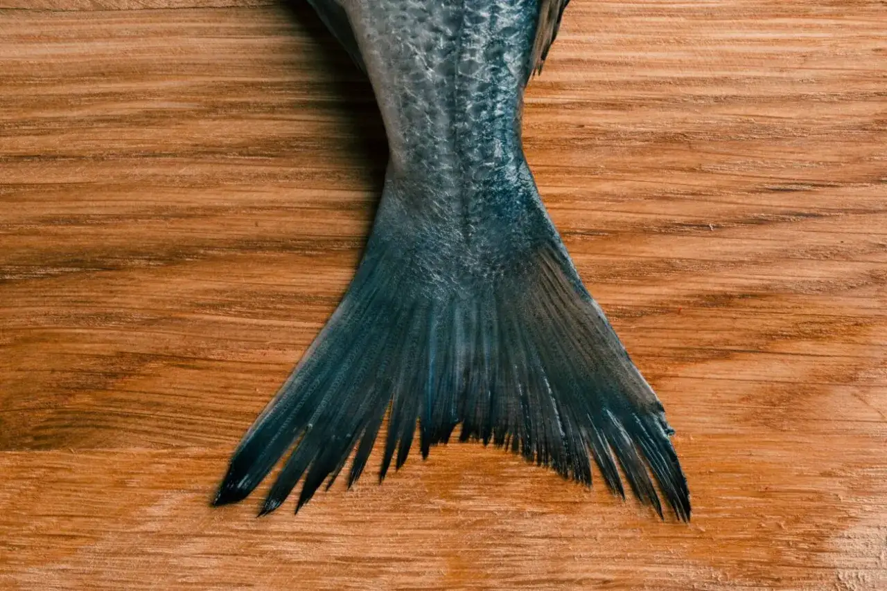 Ogon ryby na desce. Mączka rybna na jakie ryby? Może z tej właśnie pochodzi?