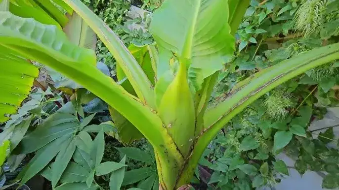 Jak kwitnie bananowiec w domu? Sekrety sukcesu w Polsce