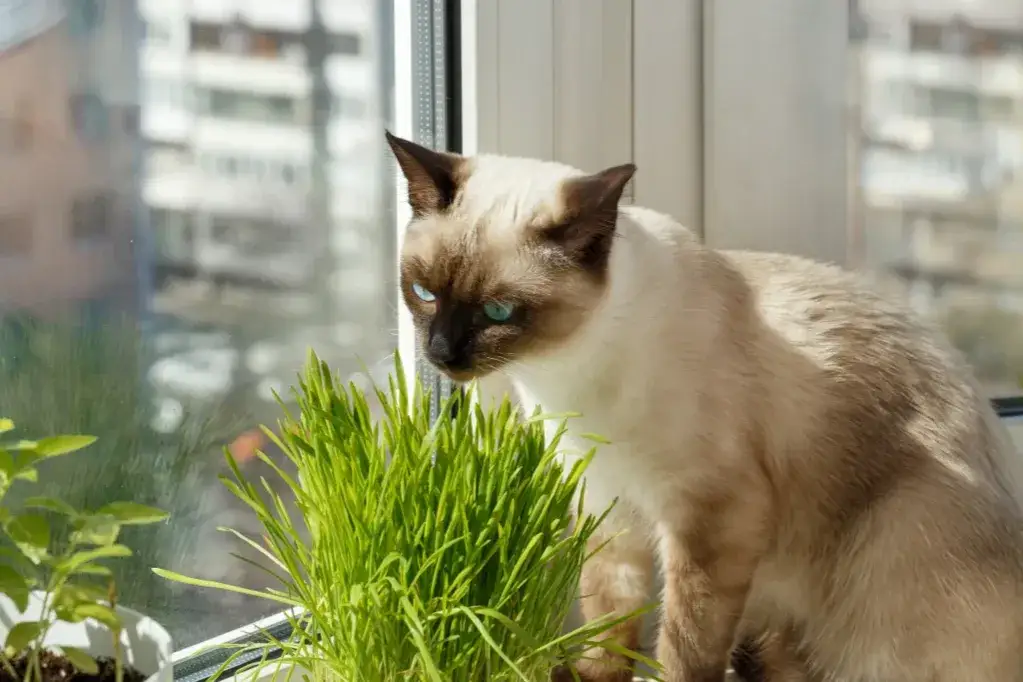 Czy koty mogą jeść owies? Bezpieczne porady i potencjalne ryzyko