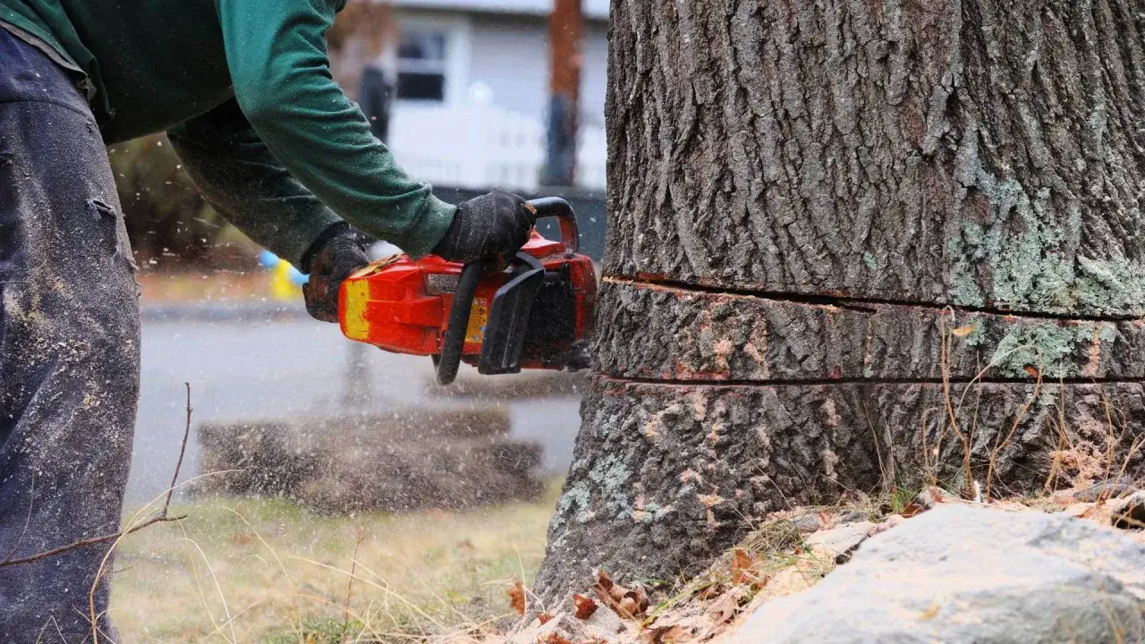 Czy trzeba zgłaszać wycinkę drzew? Sprawdź, kiedy to konieczne