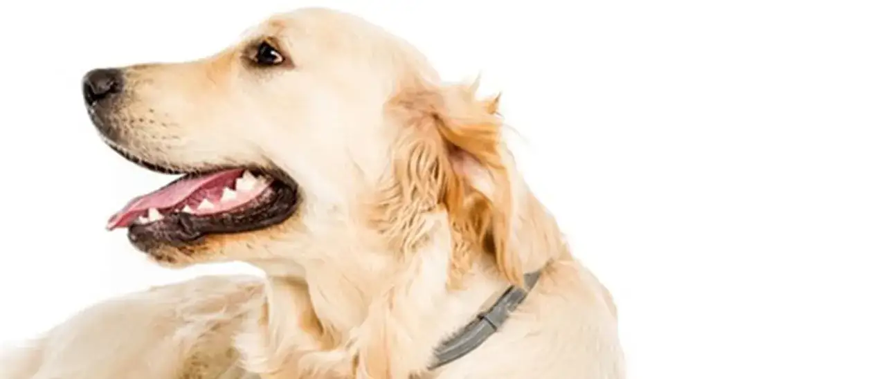 Czy można myć psu zęby pastą dla ludzi? Oto niebezpieczeństwa, które musisz znać