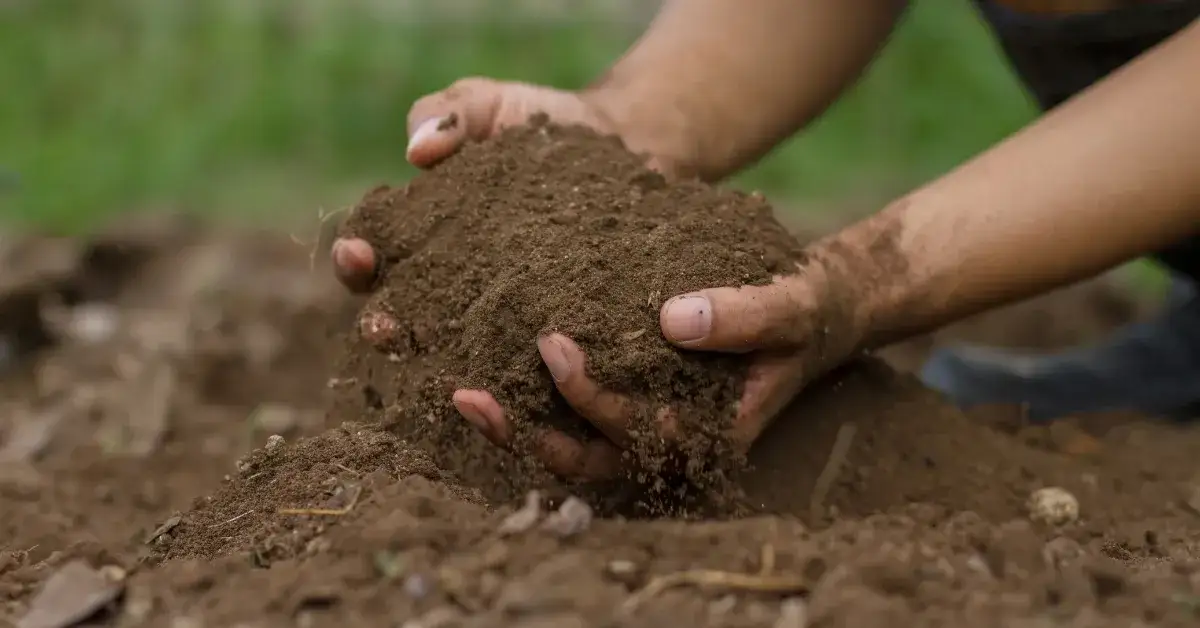 Jakie pH ma kompost? Poznaj prawidłowe wartości i wpływ na rośliny